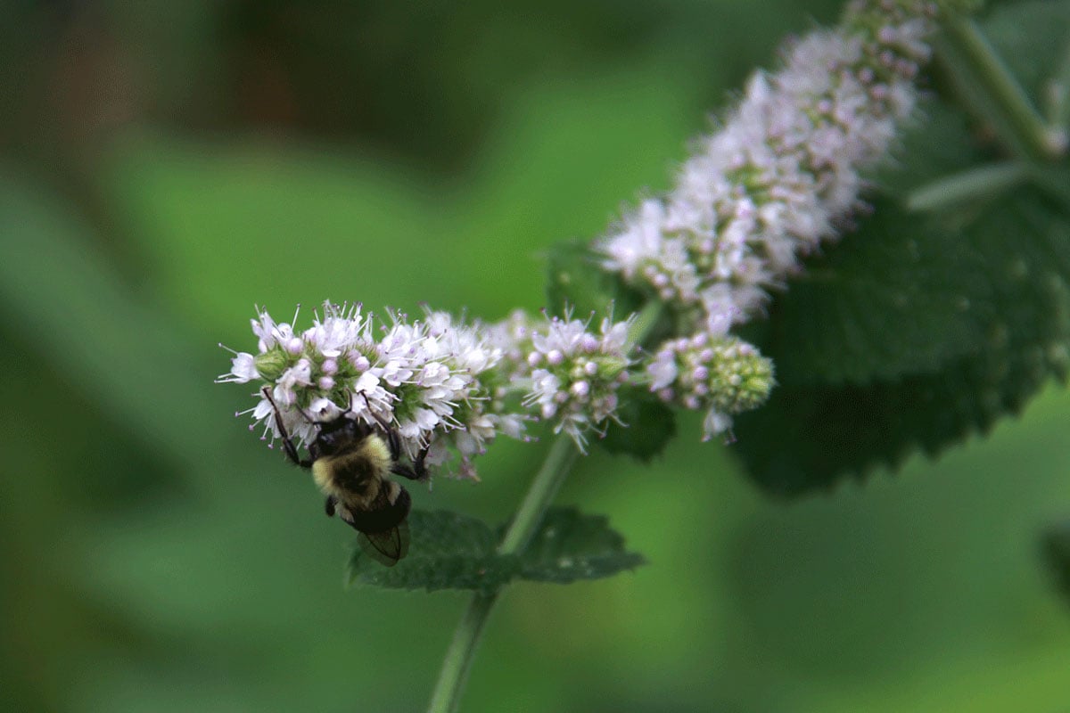 A bumble bee on delicate mauve mint blossoms. The background, in soft focus, is green.