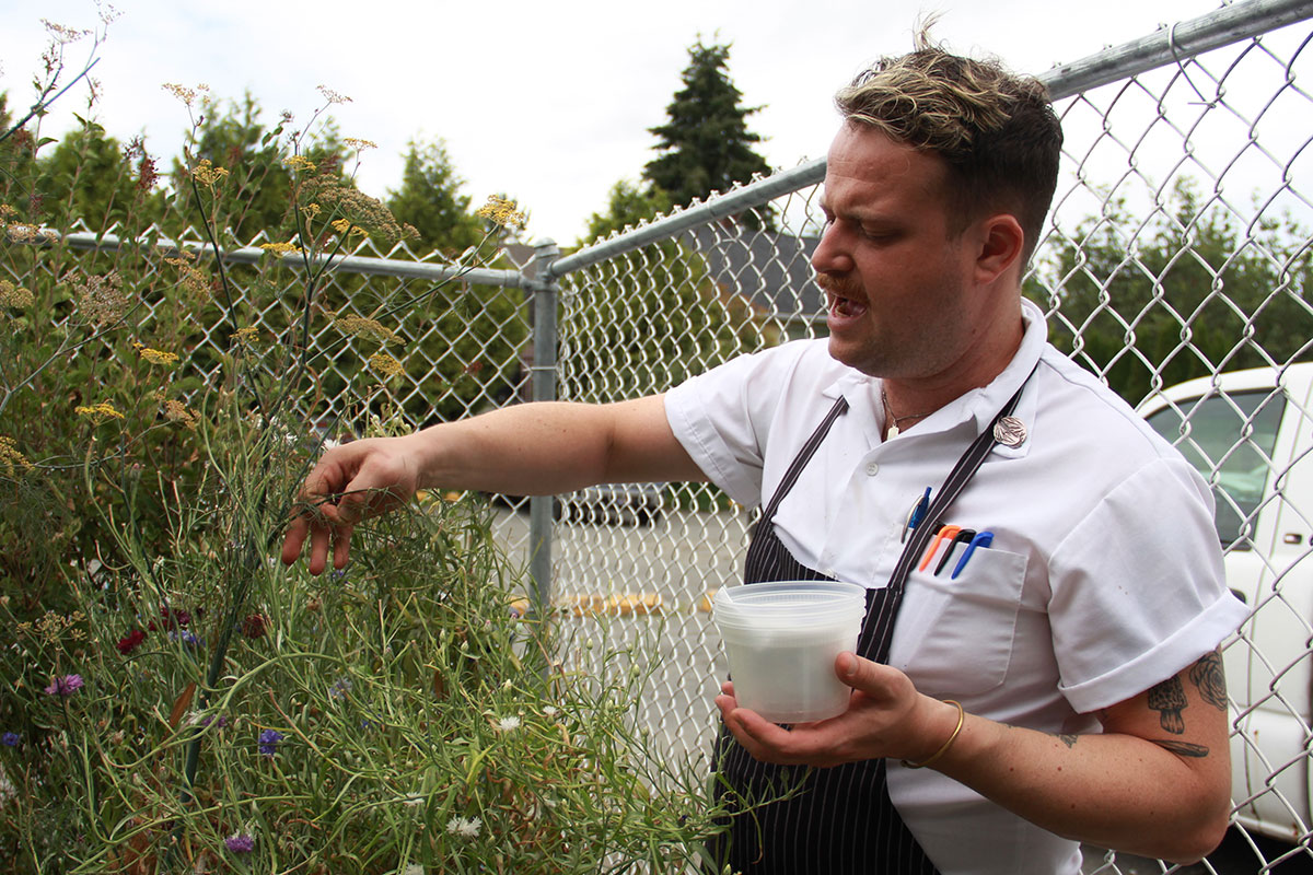 A man, Devon Latte, is wearing a white short-sleeved shirt and a black striped apron. He is picking edible flowers in a back alley garden. Behind him is a chain-link fence and parking lot. 