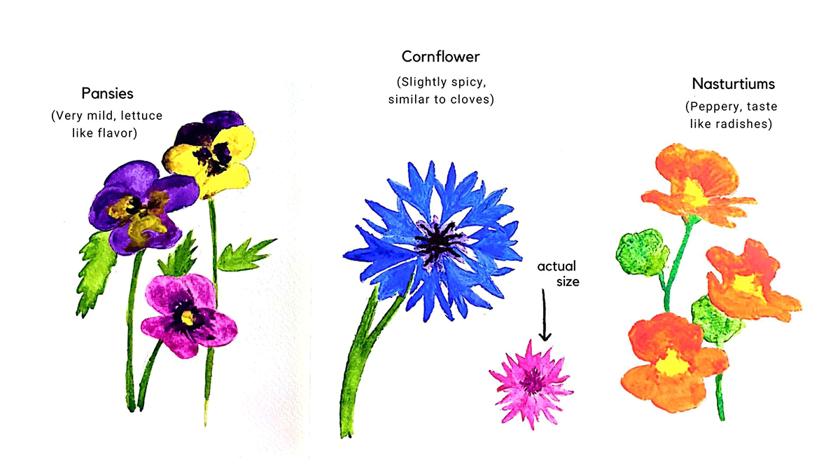 A watercolour illustration of three varieties of edible flowers: multi-coloured pansies, blue cornflower and orange nasturtiums.