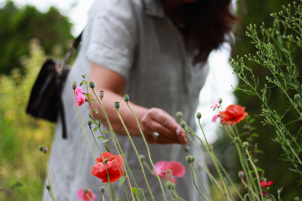 A closeup of an arm picking poppies.