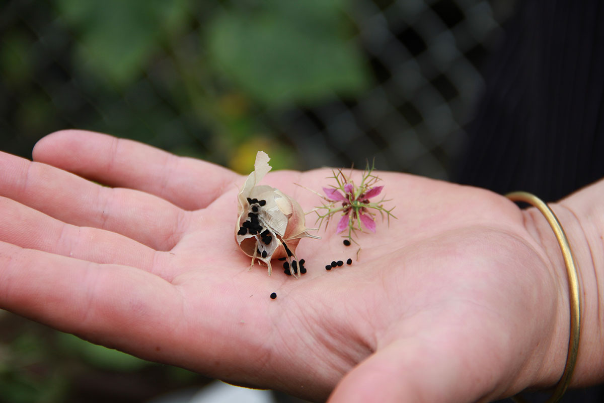 A hand holding Nigella seeds from the Nigella flower, also known as “Love-in-a-Mist.” The seeds are small and black. The delicate flower is light purple with fine green strands.