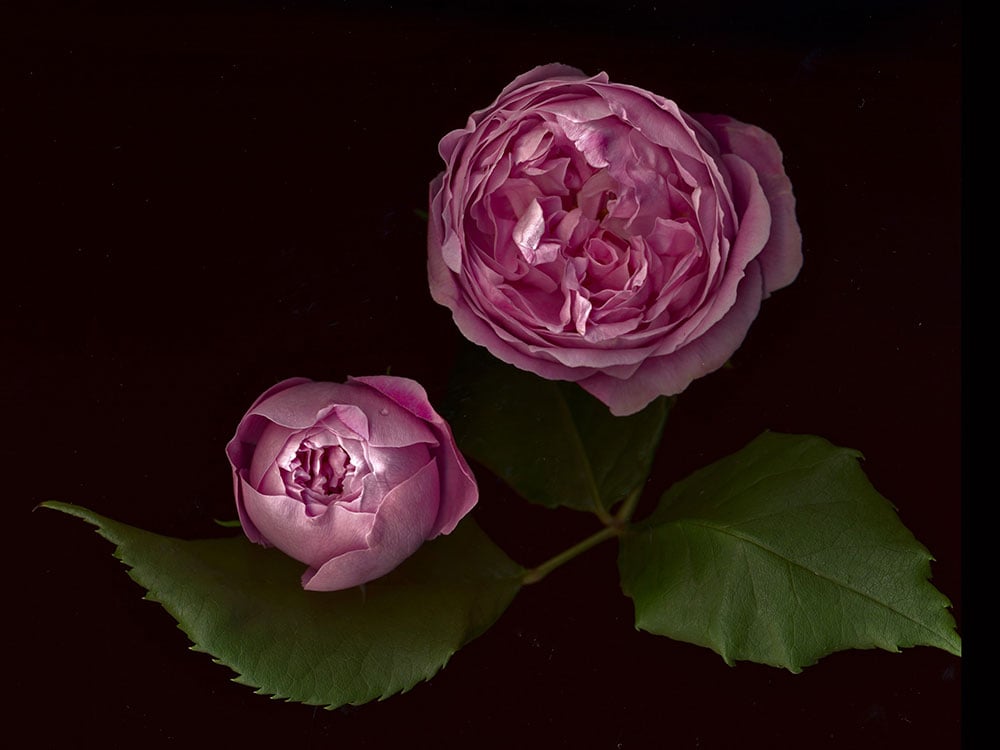 Two pink roses opening on a solid black background, taken from above.