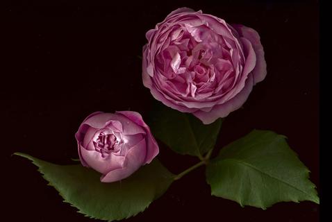 Scanning Roses