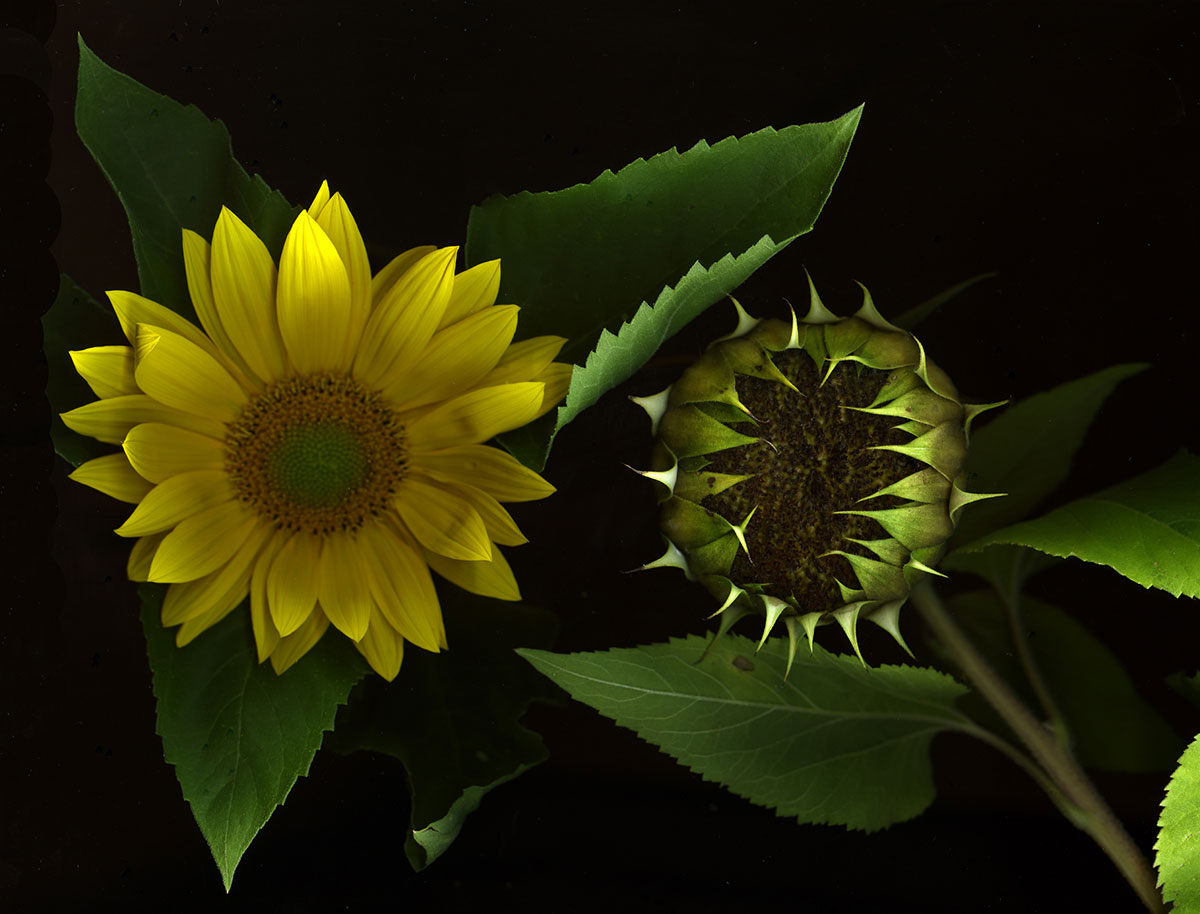 851px version of SunflowersBlack.jpg