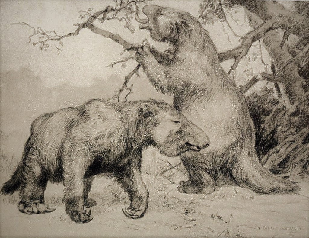 Two ground sloths. One is on all fours; the second is on its hind legs, eating from a monkey puzzle tree.