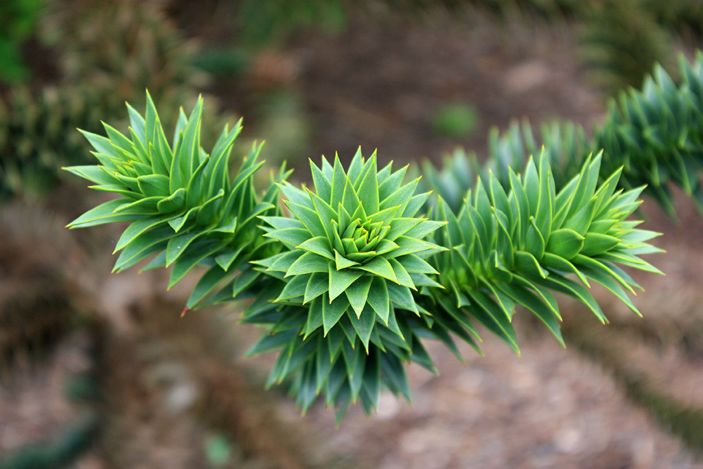 A monkey puzzle in close-up; it’s green and spiky.