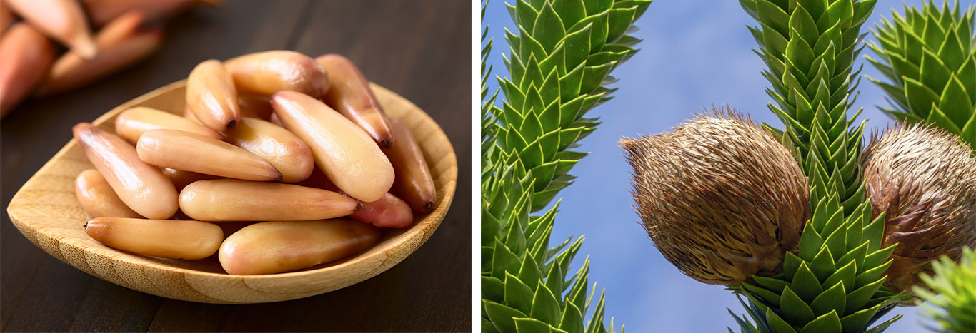 On the left: monkey puzzle nuts, which resemble pine nuts. On the right: Monkey puzzle fruit cones, which resemble coconuts, sticking out of green monkey puzzle branches.