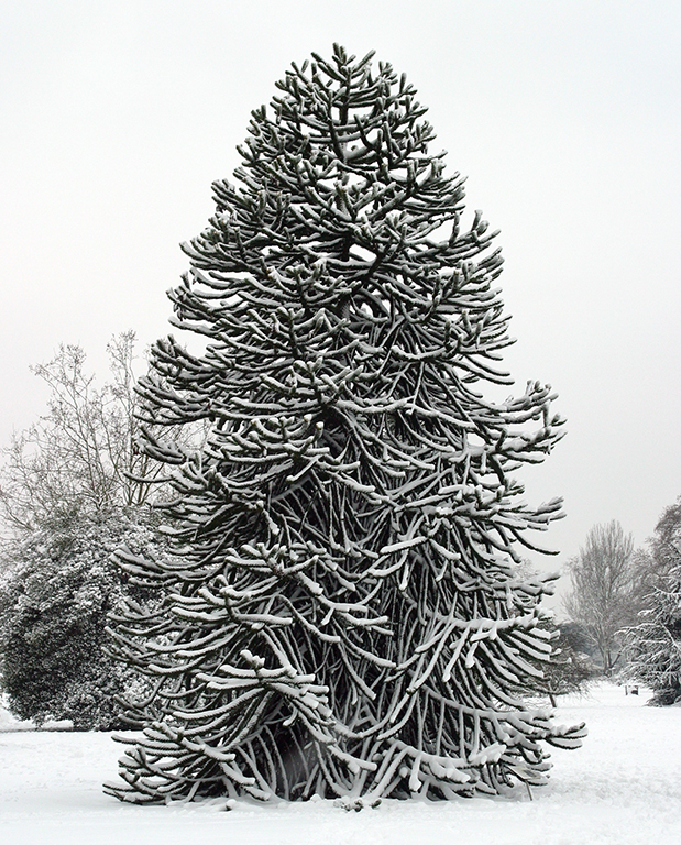 A monkey puzzle tree is covered in snow. There is snow on the ground.