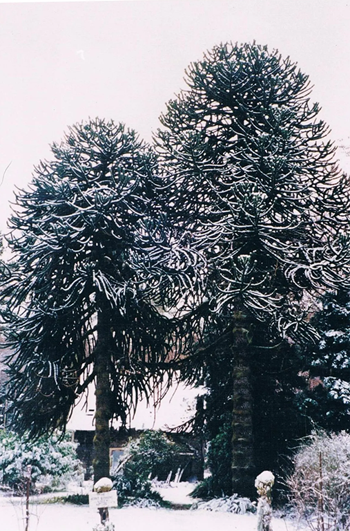 An older photo shows two snow-covered monkey puzzle trees bordering a path towards a house.