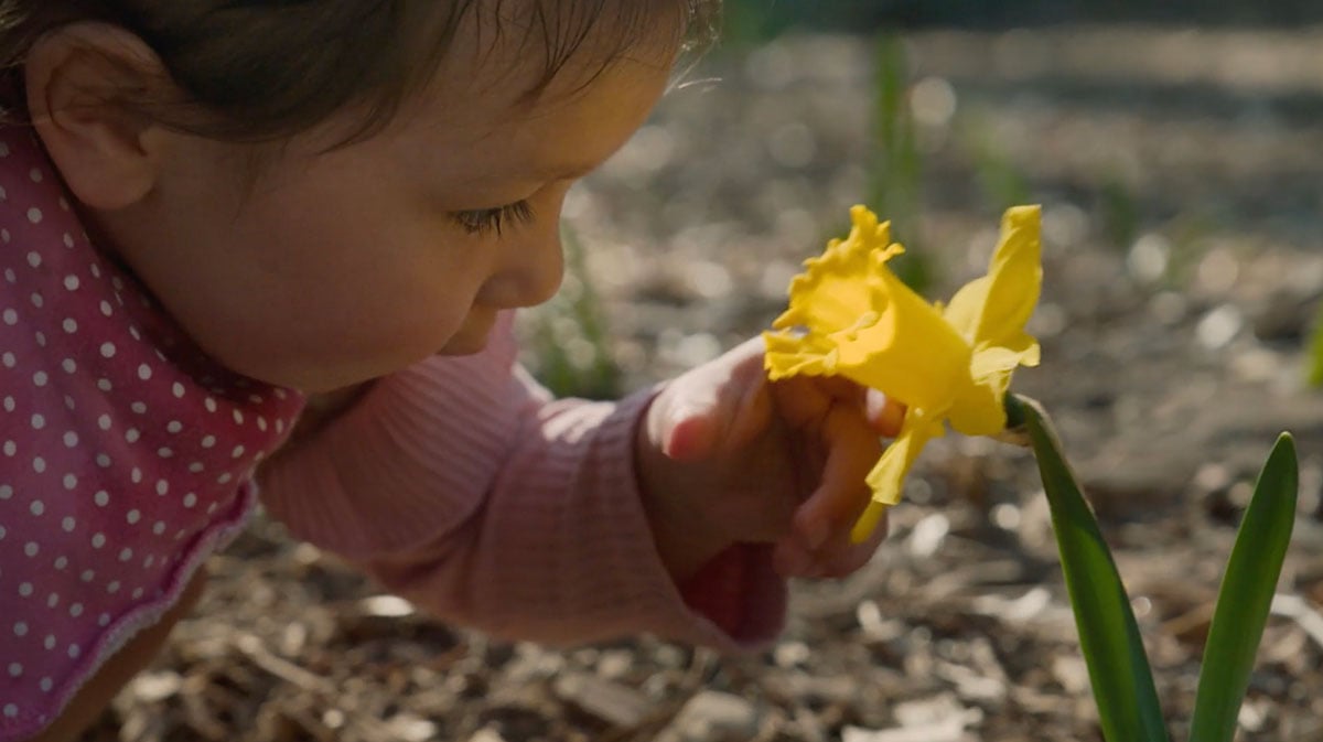A toddler in pink bends down from the left of the screen to inspect the blossom of a yellow daffodil to the right of the screen. She gently reaches towards the daffodil with the sides of her fingers on her left hand.