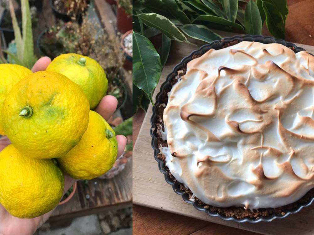 On the left, a hand holding five ripe yellow yuzus. On the left, a homemade-looking yuzu curd pie topped with meringue, in a tart pan.