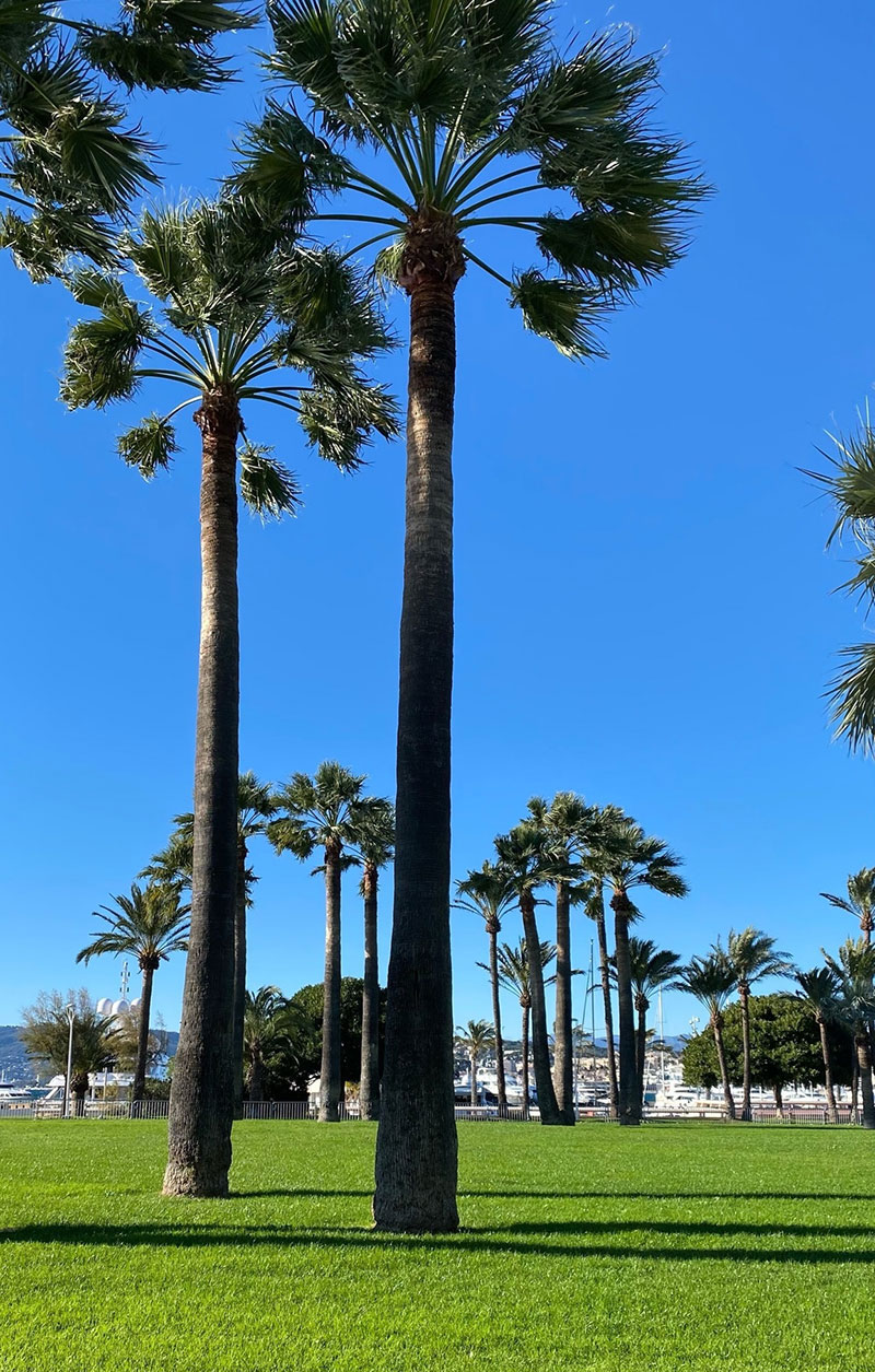 Palm trees in Cannes on a clear day.