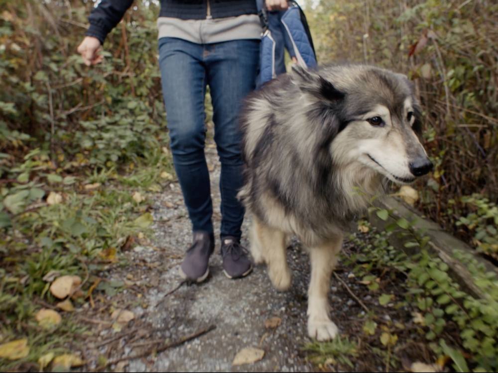 A wolfdog with grey and white markings walks down a gravel trail on a leash. They are flanked by green bramble. The wolfdog is to the right of the frame. Its human companion is to its left, visible from the waist down and wearing jeans and sneakers. 