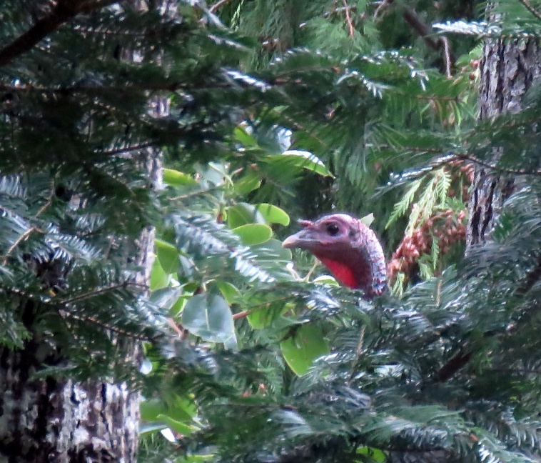 The bald scaly red head of a turkey with its distinct caruncle, or fleshy neck, pokes out from behind the thick green branches of a fir tree. Only the head of the bird is visible.