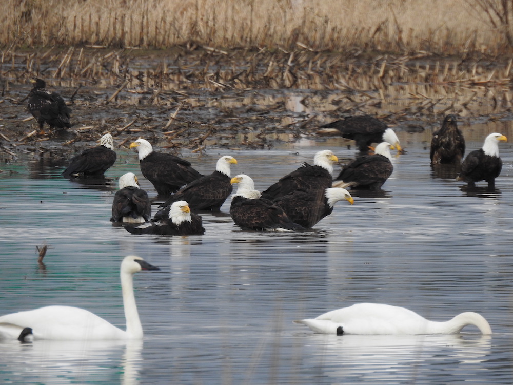 Thirteen bald eagles lower themselves into a pool of blue water in a farmer’s field. Their yellow eagle eyes give the birds a frustrated look, as if the photographer is interrupting them. Two white swans glide by in the foreground.