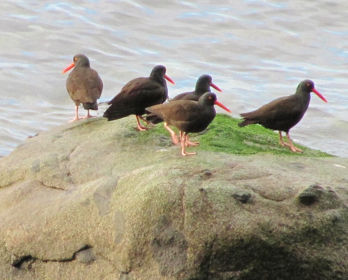 Five black-bodied oyster catchers with orange feet and beaks stand on a green-seaweed covered rock.