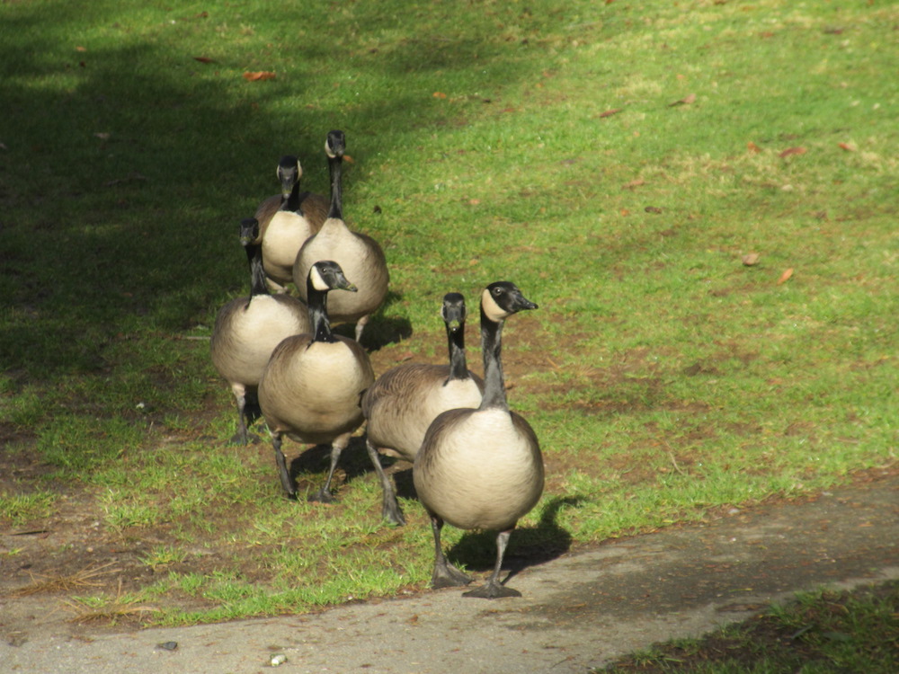 Six Canada geese walk in line over close cut grass.