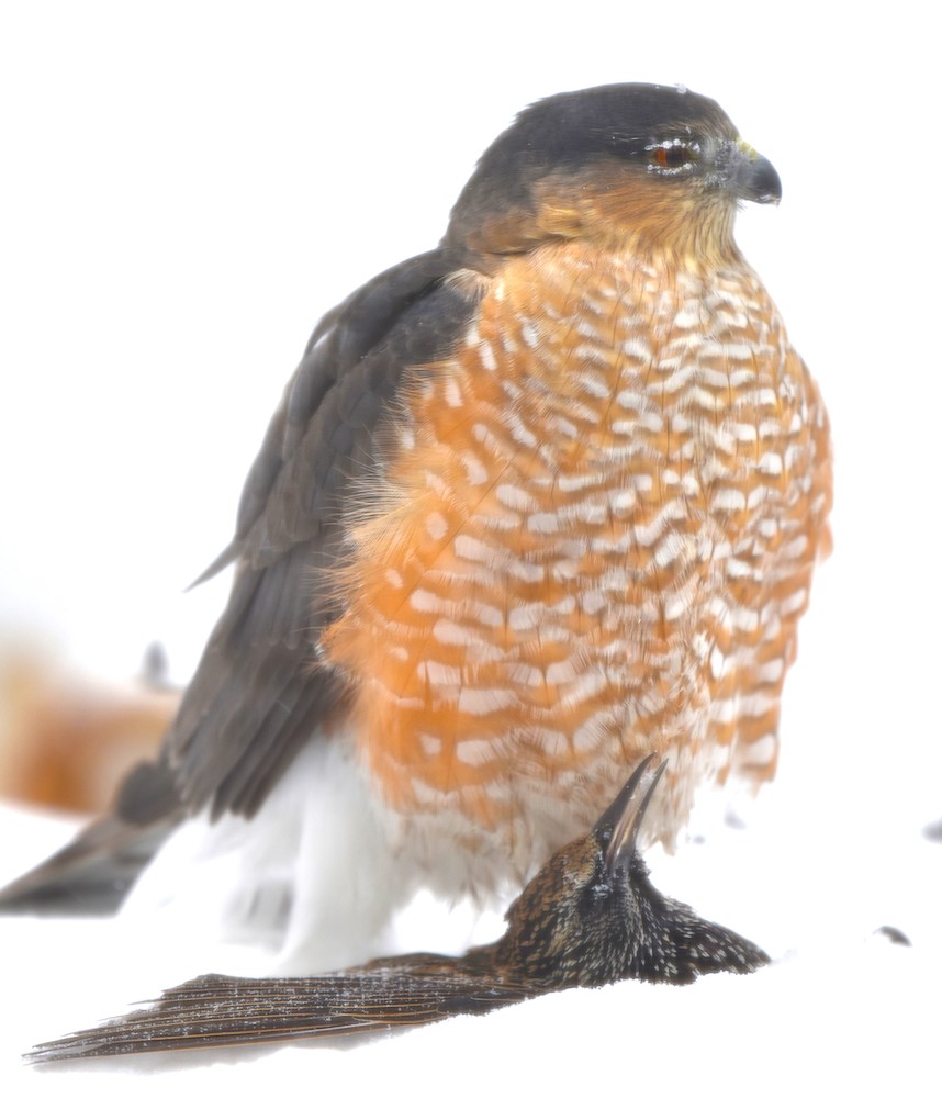 A Coopers hawk with an orange and white breast clutches a dead brown starling in its talons. The hawk has snow on its feathers around its eyes, and is against a snowy background.