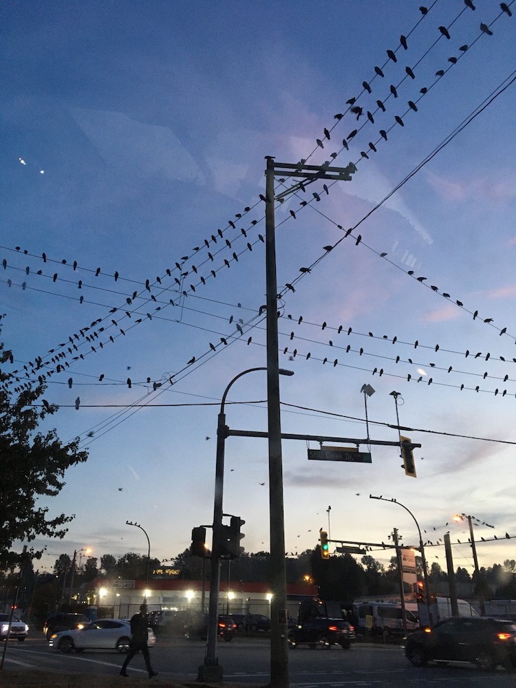 A busy intersection at dusk, with car headlights below and the silhouette of power cables above, set against a pale blue and yellow sunset. Hundreds of crows perch on the power lines.
