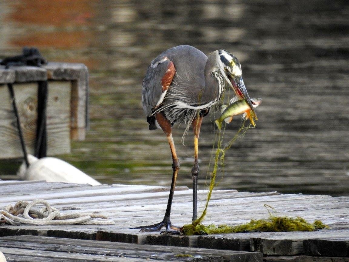 A Great Blue Heron stands with a fish in its mouth.