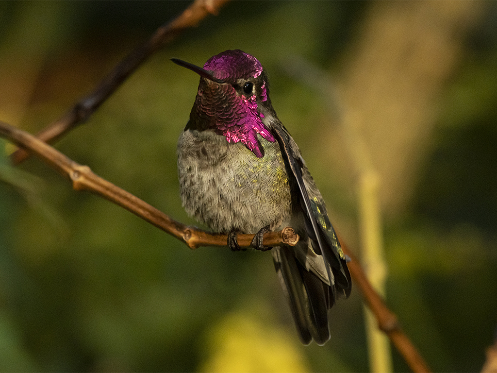 A closeup picture of a male Anna’s hummingbird shows off the tiny creature’s magenta feathers around his head and throat, flashing brightly in the sun. The rest of the bird is green, and he perches on a twig against a yellow and green background.