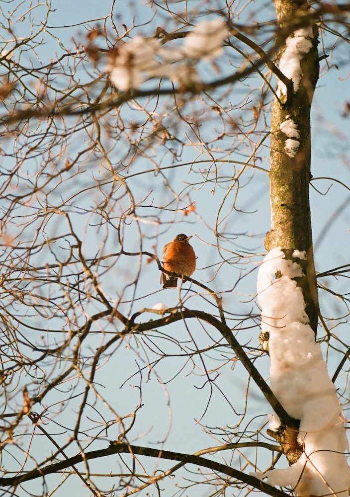 A fluffed-up red breasted robin sits alone in a snowy tree against a pale blue sky. 