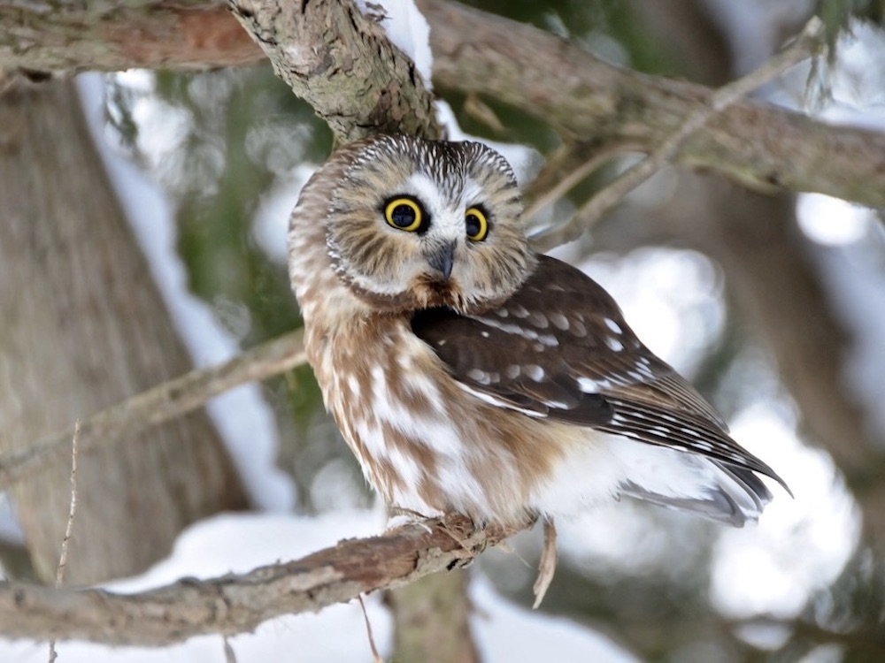 A round-faced brown and white owl with yellow eyes looks over its shoulder as it perches on a snowy branch.