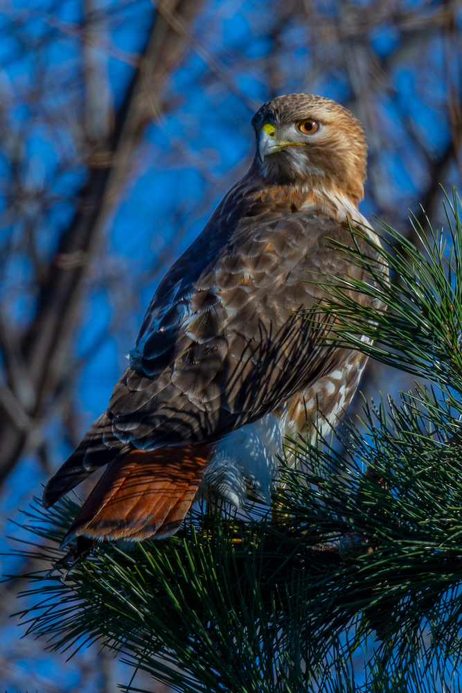 A hawk with a red tail, brown wings and a beige head looks over its shoulder. It's standing on a green pine branch with a sunny blue sky behind it.