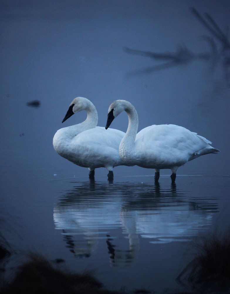 Two white swans seem to glow in the pre-dawn light as they stand still in a pool of grey-blue water.