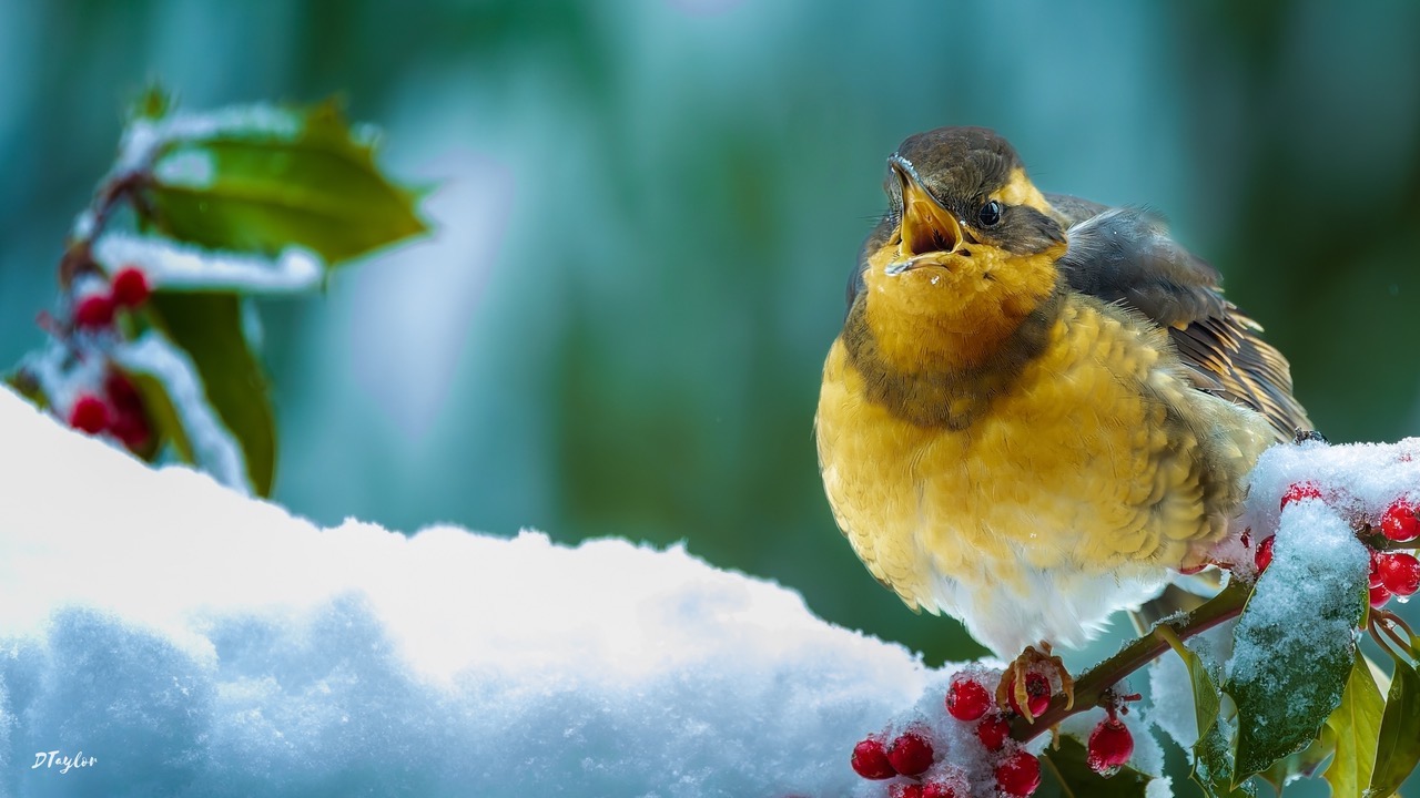 A yellow and brown bird perches on a frozen holly branch next to a pile of snow. Frozen red berries are by its feet and its set against a green background.