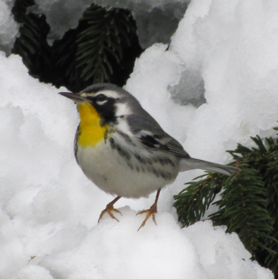 A small bird with a yellow throat, white breast and grey head and wings perches on a pile of snow.