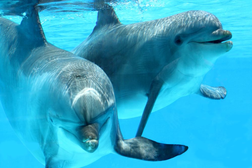 Two light grey bottlenose dolphins swim together in water against a blue background. The dolpin on the right appears to be looking at the camera and smiling. The dolphin on the left is facing forward, lower down in the frame.