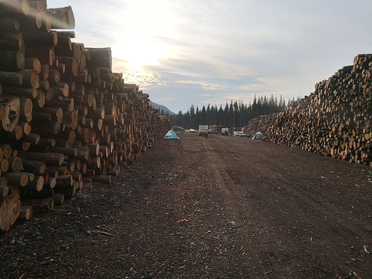 Hundreds of logs piled on either side of a dirt road. Tents are visible in the background against the log decks.