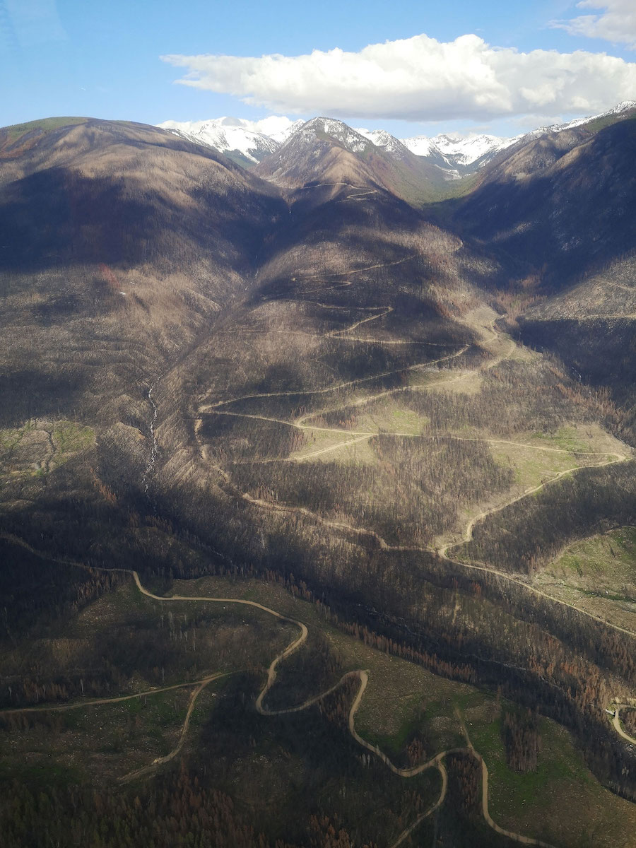 Charred trees line the slopes of a mountain.