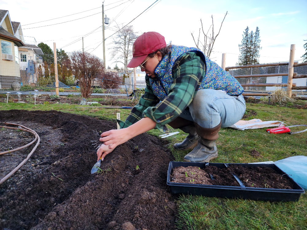 A woman crouches on a lawn, holding a trowel and placing a ranunculus corm in a furrow.