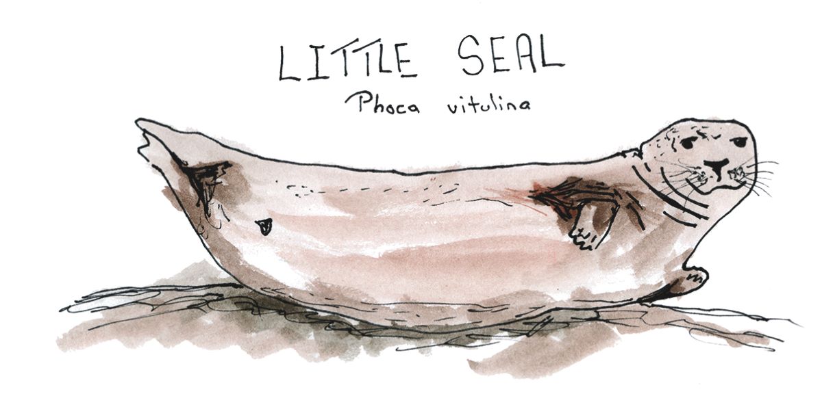 A watercolour illustration of a harbour seal depicts a friendly-looking animal in shades of brown and grey. Its face is on the right of the frame.