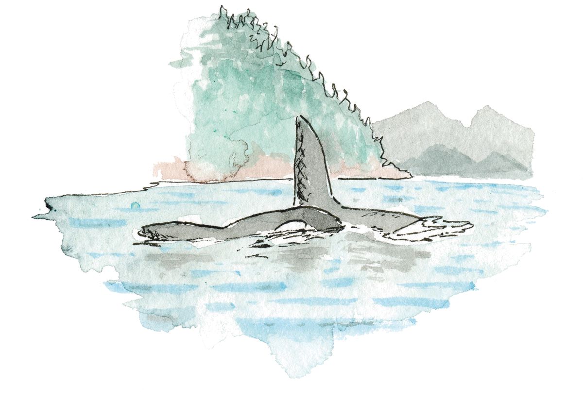 A watercolour painting of two orcas breaching the water in front of a green island lush with trees and a grey mountain range in the distance. The water is blue.