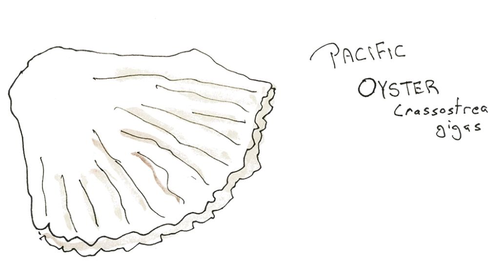 A watercolour illustration of a pacific oyster uses light grey and white to depict a shell replete with distinctive ridges running towards the edge of the shell at the right of the frame.