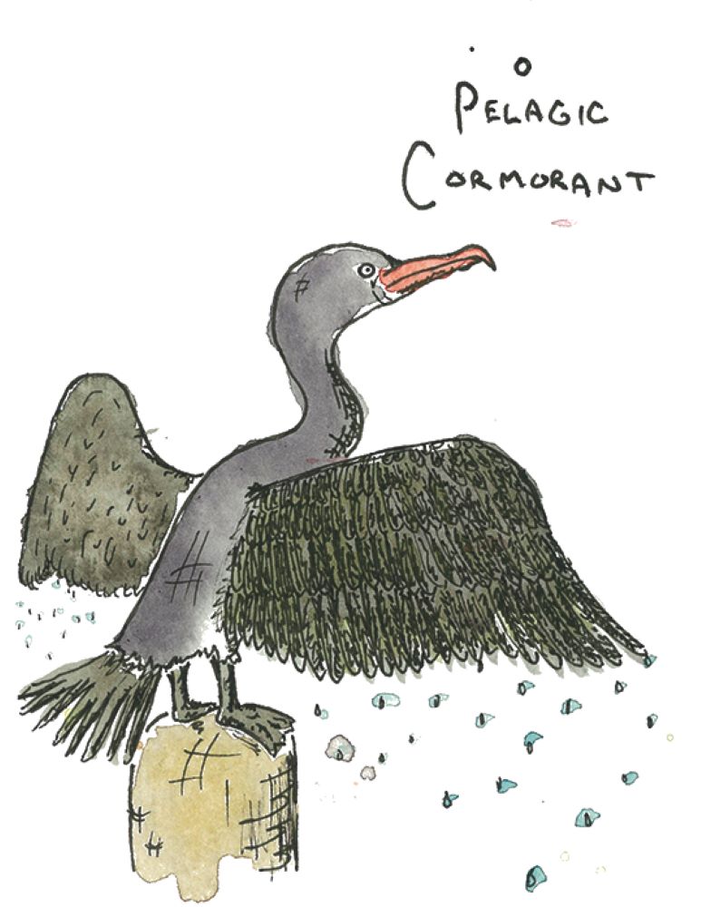 A watercolour illustration of a pelagic cormorant, a black, long-necked bird with a long beak and a distinctive stance in which the bird spreads its black feathered wings out on either side of it. The bird is standing on a beige post.