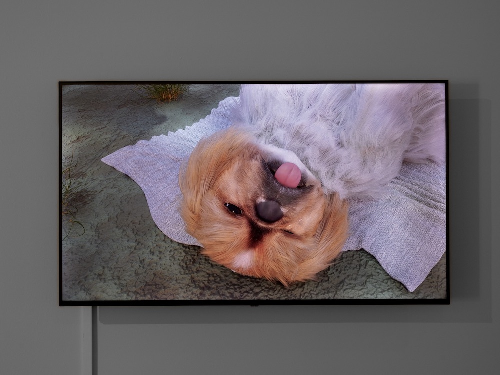 A small dog with auburn fur lies on a white muslin blanket on a sandy gray surface. Its head faces upwards towards the camera, but the dog is shot from an angle to make it look like it is lying upside down. Its tongue hangs out of its mouth and one of its eyes are closed, as if it is winking.