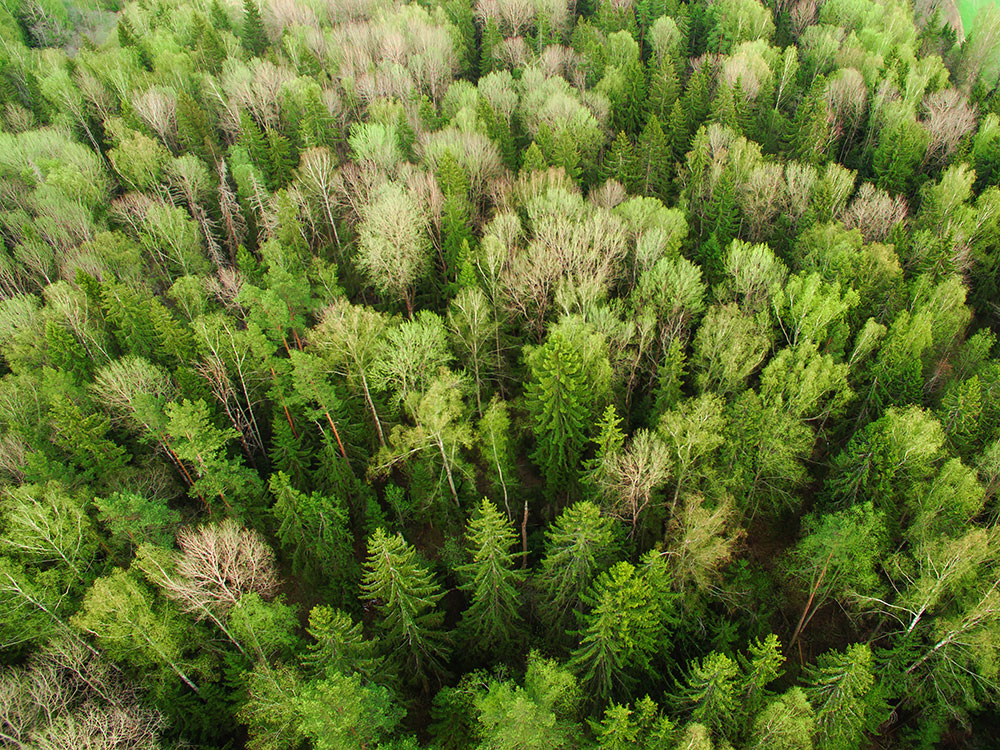 An aerial view of a lush green forest in the summertime features a bright green variety of coniferous trees.