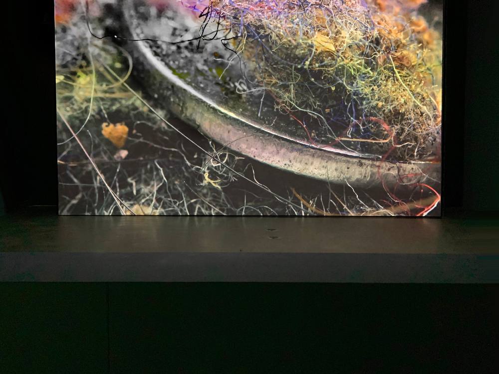 A close-up photo of a silver coin reveals a lush, colourful ecosystem of dust upon it and around it. The matter resembles green, yellow and purple moss and plant matter.
