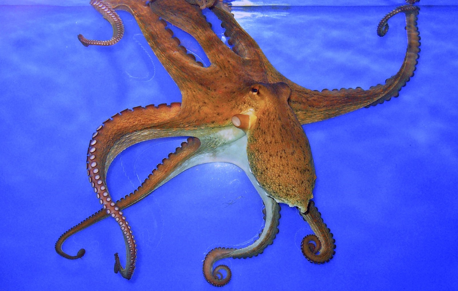 1200px version of OctopusWater.jpeg