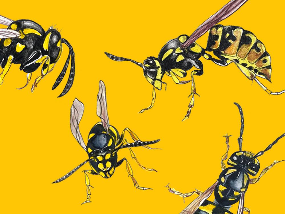 Four watercolour wasps decorate an orange-y yellow background.