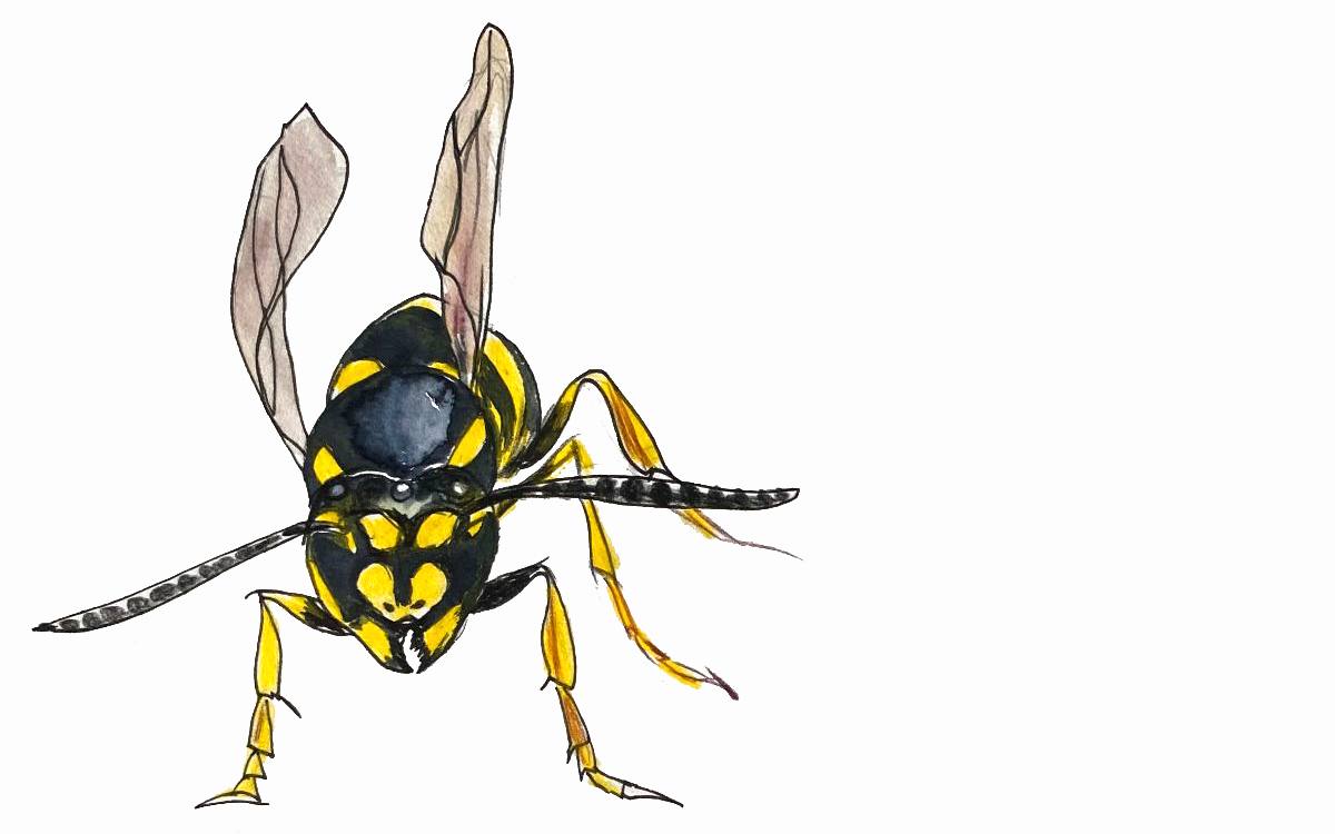 A watercolour wasp.