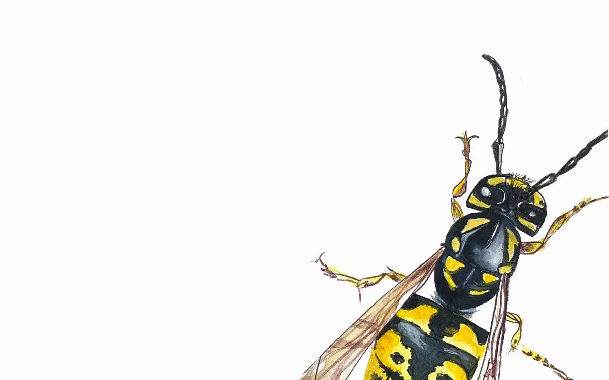 A watercolour wasp.
