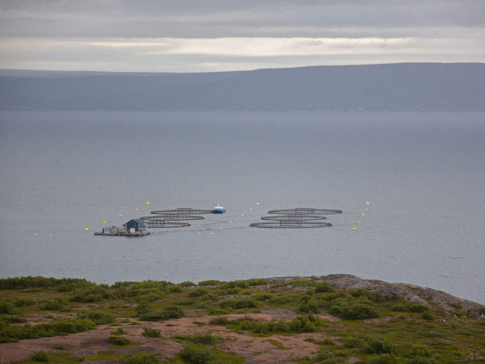 A photo shows an open-net pen farm in Norway. 
