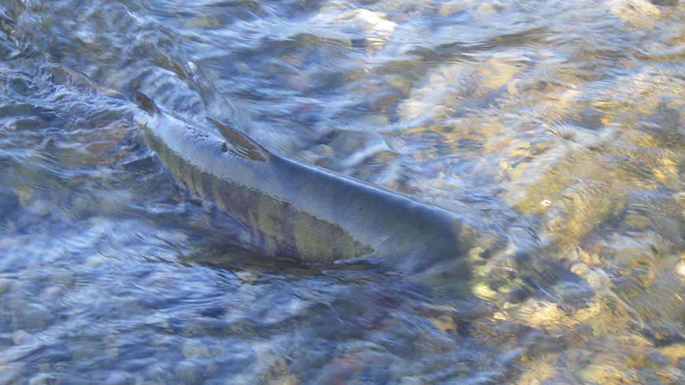 A salmon moves in a rocky creek.