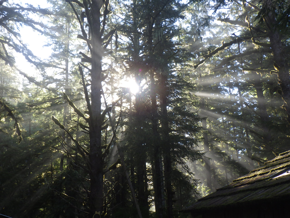 Morning sun shines through moss-covered evergreens and cedars. A mossy shingled roof is visible at the bottom right of the photograph.