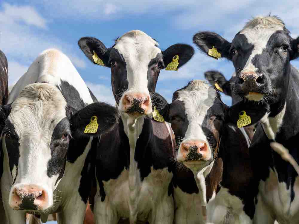Five black and white spotted cows with yellow ear tags stand facing the camera against a bright blue sky.